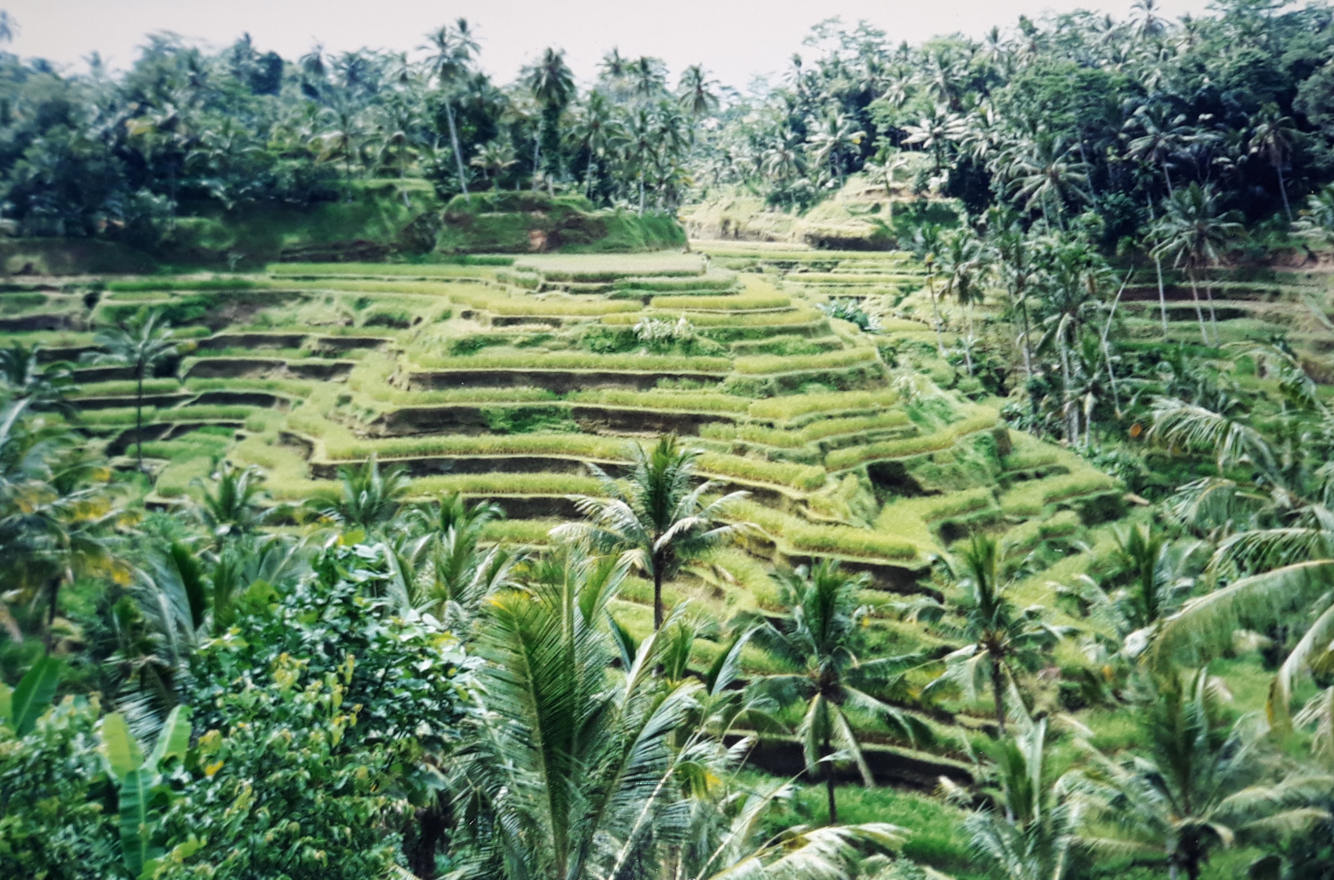 I profumi di Bali