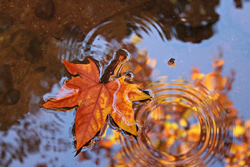 Pioggia di Autunno II