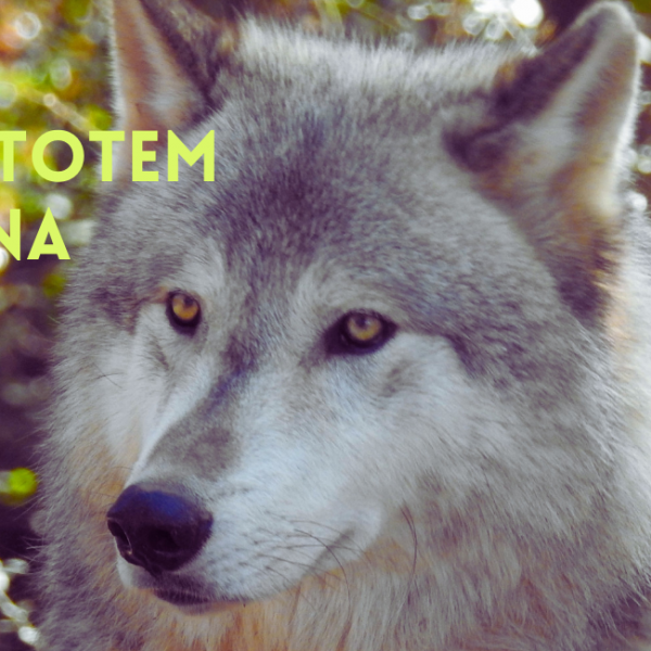 Animali Totem e Medicina