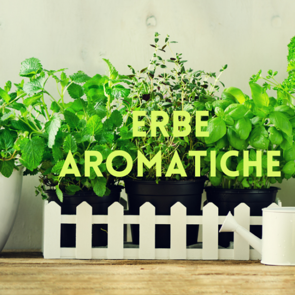 Erbe Aromatiche