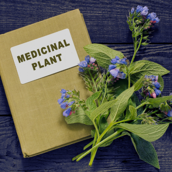 Piante Medicinali